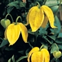 Клематис, жълт (Clematis)