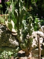 Цереус, голям (Cereus hildmannianus v. monstrose)