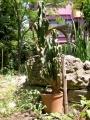 Цереус, голям (Cereus hildmannianus v. monstrose)