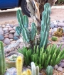 Цереус, голям (Cereus hildmannianus v. monstrose)
