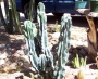 Цереус, голям (Cereus hildmannianus v. monstrose)