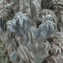 Цереус, голям (Cereus hildmannianus v. monstrose)