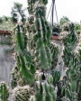 Цереус, голям (Cereus hildmannianus v. monstrose)