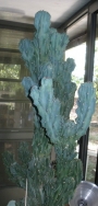 Цереус, голям (Cereus hildmannianus v. monstrose)