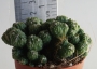 Цереус (Cereus monstrose Ming Thing)