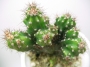 Цереус перувианус (Cereus peruvianus Monstruosus dark)