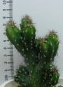 Цереус перувианус (Cereus peruvianus Monstruosus dark)