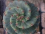 Цереус перувианус спиралис (Cereus Jamacaru Spiralis)