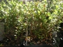 Червена американска боровинка (Vaccinium macrocarpon red star)