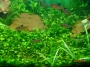 Четирилистно разковниче  Марсилея (Marsilea Quadrifolia)