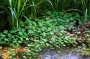 Четирилистно разковниче  Марсилея (Marsilea Quadrifolia)