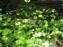 Четирилистно разковниче  Марсилея (Marsilea Quadrifolia)