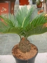Цикас (Cycas)