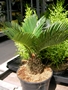 Цикас (Cycas)