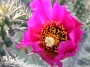 Цилиндроопунция (Cylindropuntia spinisior)