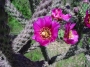Цилиндроопунция (Cylindropuntia spinisior)