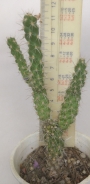 Цилиндроопунция (Cylindropuntia spinisior)