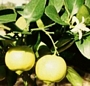 Цитрус бергамина (Citrus bergamina, cytrus bergamot)