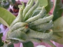 Цитрус, Ръката на Буда (Citrus medica var sarcodactylus)
