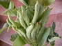 Цитрус, Ръката на Буда (Citrus medica var sarcodactylus)