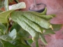 Цитрус, Ръката на Буда (Citrus medica var sarcodactylus)
