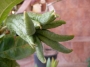 Цитрус, Ръката на Буда (Citrus medica var sarcodactylus)
