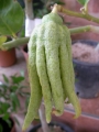 Цитрус, Ръката на Буда (Citrus medica var sarcodactylus)