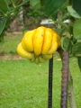 Цитрус, Ръката на Буда (Citrus medica var sarcodactylus)