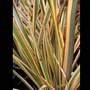 Новозеландски Лен, Формиум (Phormium)