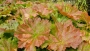 Дармера пелтата (Darmera peltata)