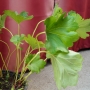 Дармера пелтата (Darmera peltata)