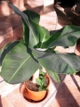 Декоративен Банан (Musa Banana)