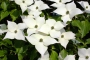 Декоративен дрян (Cornus Kousa)