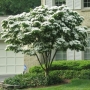 Декоративен дрян (Cornus Kousa)