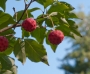 Декоративен дрян (Cornus Kousa)