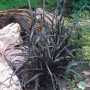 ДЕКОРАТИВНА ТРЕВА ЛИЛАВО ЧЕРНА (OPHIOPOGON PLANISCAPUS NIGRESCENS)