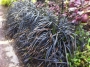 ДЕКОРАТИВНА ТРЕВА ЛИЛАВО ЧЕРНА (OPHIOPOGON PLANISCAPUS NIGRESCENS)