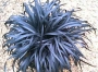 ДЕКОРАТИВНА ТРЕВА ЛИЛАВО ЧЕРНА (OPHIOPOGON PLANISCAPUS NIGRESCENS)