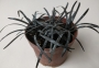 ДЕКОРАТИВНА ТРЕВА ЛИЛАВО ЧЕРНА (OPHIOPOGON PLANISCAPUS NIGRESCENS)