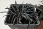 ДЕКОРАТИВНА ТРЕВА ЛИЛАВО ЧЕРНА (OPHIOPOGON PLANISCAPUS NIGRESCENS)