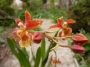 Онцидиум (Oncidium)
