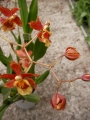 Онцидиум (Oncidium)