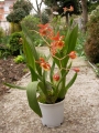 Онцидиум (Oncidium)