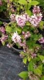 Дойция (Deutzia gracilis Rosea)