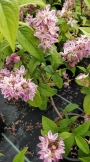 Дойция (Deutzia gracilis Rosea)