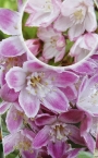 Дойция (Deutzia gracilis Rosea)