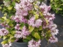 Дойция (Deutzia gracilis Rosea)