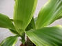 Драцена (Dracaena Golden)