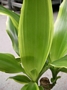 Драцена (Dracaena Golden)