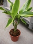 Драцена (Dracaena Golden)